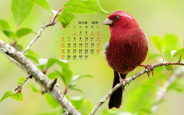Картинка календари животные ветка птица