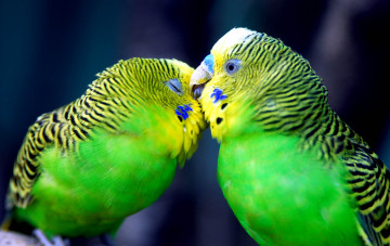 Картинка животные попугаи волнистый попугай