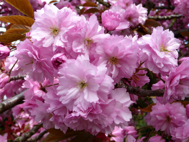 Обои картинки фото цветы, сакура, вишня, ветки, цветение, розовый