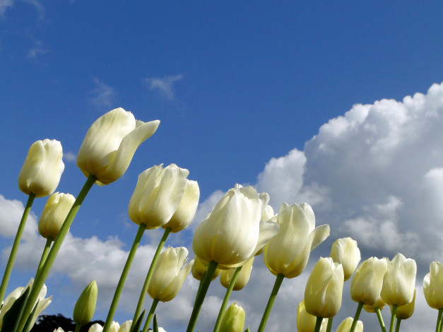 Обои картинки фото цветы, тюльпаны, облака