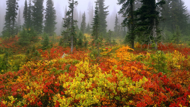 Обои картинки фото природа, лес, цветные, листья, подлесок