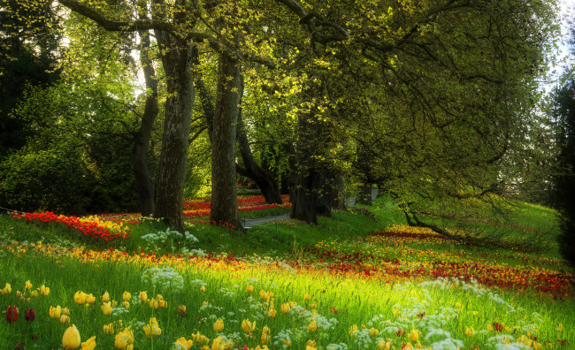 Обои картинки фото природа, парк, весна, тюльпаны, деревья, цветы