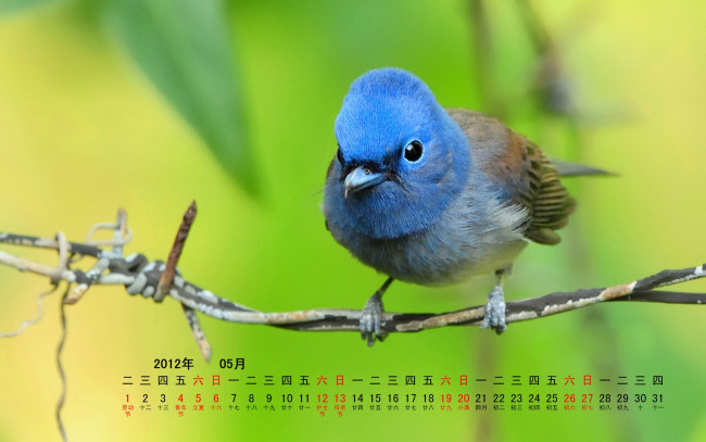 Обои картинки фото календари, животные, птица, ветка