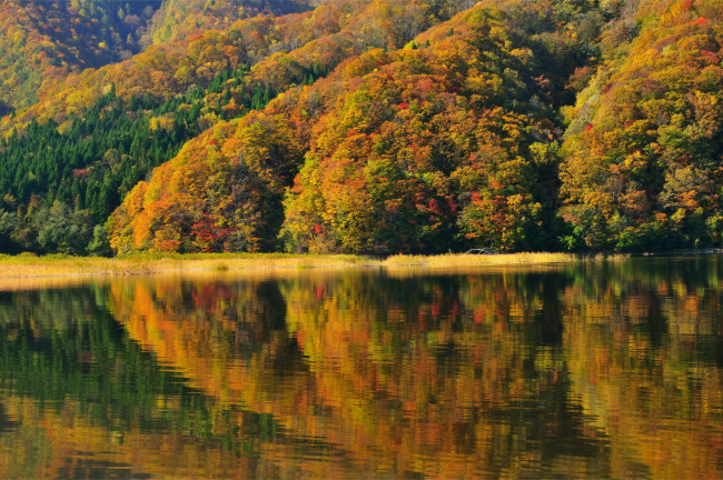 Обои картинки фото природа, реки, озера, отражение, берег, фукусима, озеро, акимото, деревья, Япония