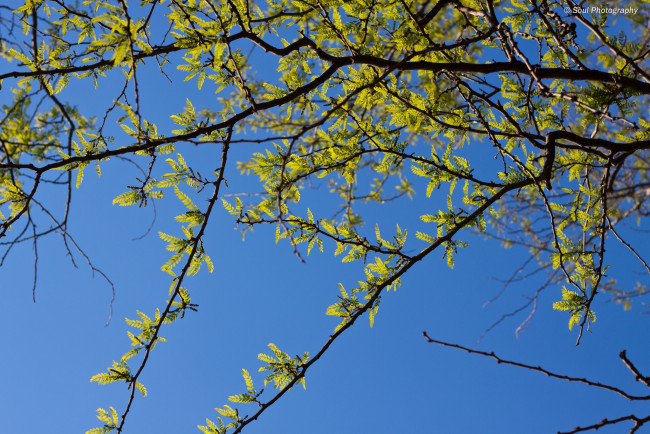 Обои картинки фото природа, листья, весна, небо