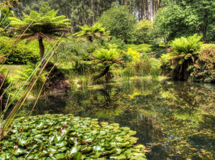 Картинка природа реки озера кувшинки папоротники пруд лес