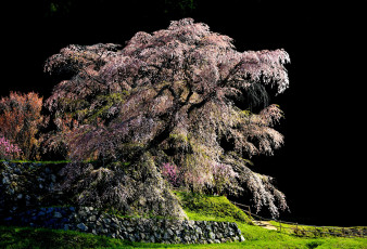Картинка природа деревья сакура