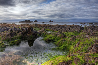 Картинка природа побережье отлив океан тина камни