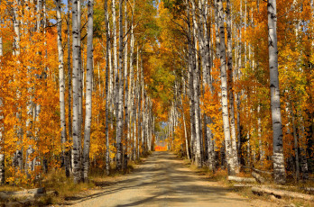 Картинка природа дороги лес деревья березы листья