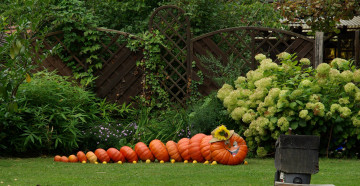 Картинка праздничные хэллоуин сад забор кусты цветы тыквы урожай