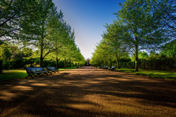 Картинка природа парк скамейки деревья аллея