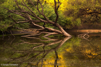 Картинка природа реки озера лес спокойствие листва осень