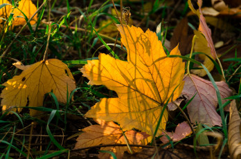 Картинка природа листья осень трава