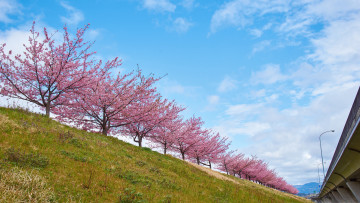 Картинка природа деревья весна цветы ветки небо облака