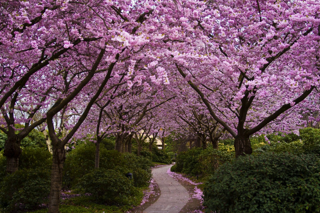 Обои картинки фото природа, парк, кусты, аллея, цветение, цветы, деревья, сакура, Япония