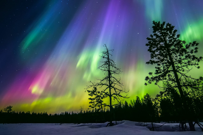 Обои картинки фото природа, северное сияние, северное, сияние, звезды, небо, силуэты, деревья, финляндия, зима, ночь, лес, снег