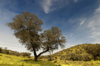 Картинка природа деревья крона дерево