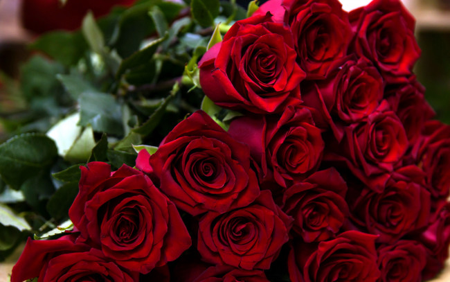 Обои картинки фото цветы, розы, бордо