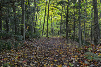 Картинка природа лес листопад осень