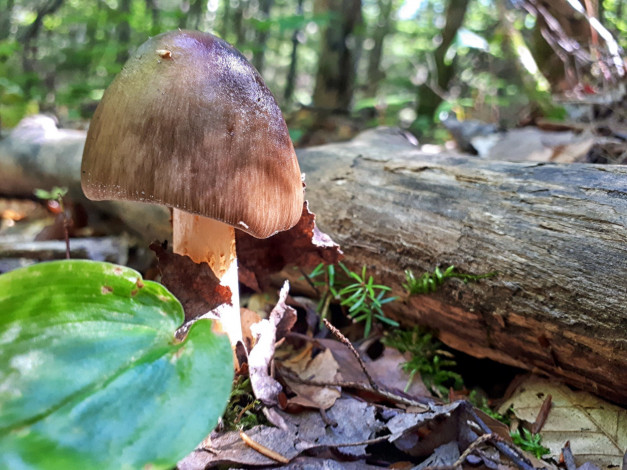 Обои картинки фото природа, грибы, гриб, листья, шляпка