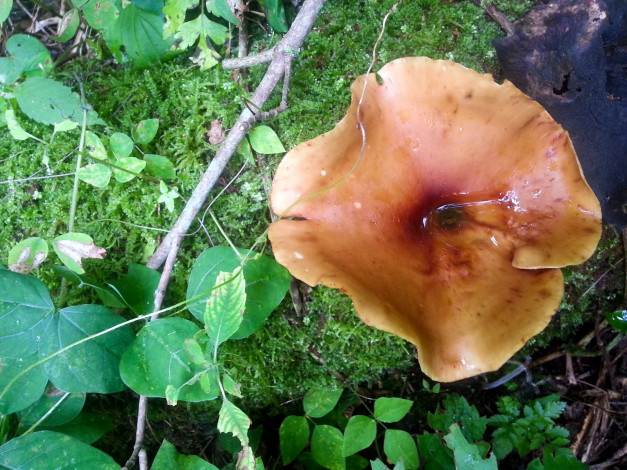 Обои картинки фото природа, грибы, листья, шляпка, гриб