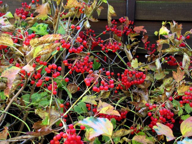 Обои картинки фото природа, ягоды, листья, осень