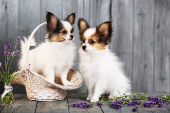 Картинка животные собаки щенки корзина цветы