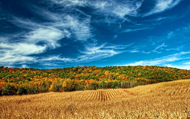 Обои картинки фото природа, поля, облка, поле, лес, осень