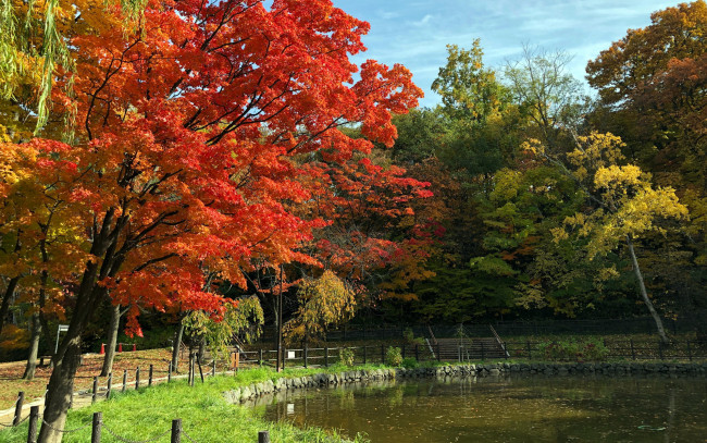 Обои картинки фото природа, парк, водоем, деревья, осень