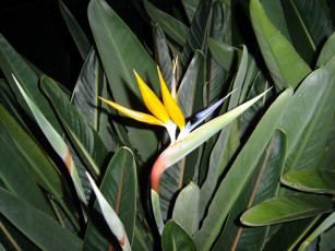 Картинка цветы монако стрелиция райская птица