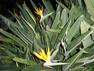 Картинка цветы монако стрелиция райская птица