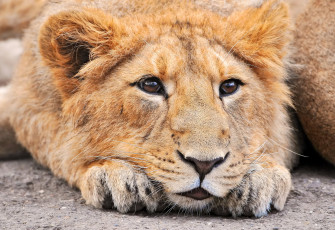Картинка животные львы красивый лев львёнок морда лапы