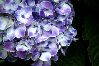 Картинка цветы гортензия лепестки сиреневый