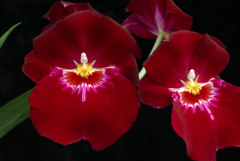 Картинка цветы орхидеи красный экзотика