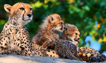 Картинка животные гепарды гепард семья мама мать