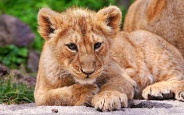 Картинка животные львы лев львёнок лежит смотрит