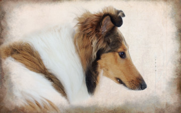 Картинка животные собаки собака стиль фон колли
