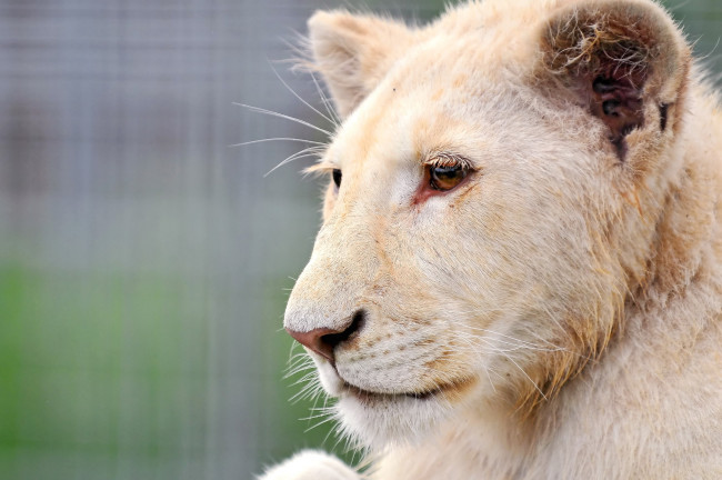 Обои картинки фото животные, львы, лев, белый, львёнок, альбинос, морда, профиль