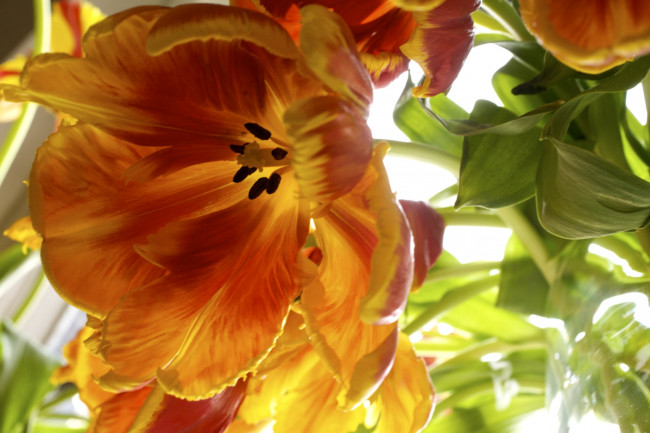 Обои картинки фото цветы, тюльпаны, оранжевый, лепестки