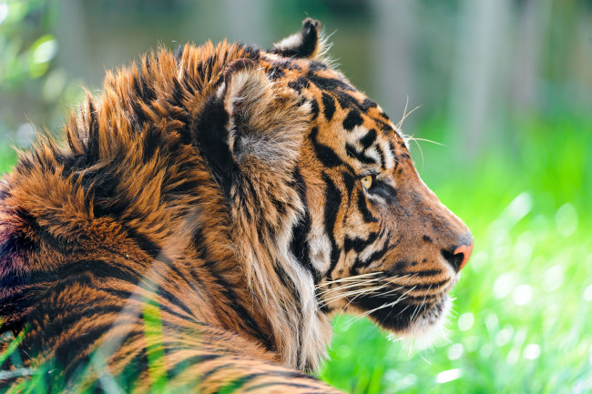 Обои картинки фото животные, тигры, sumatran, tiger