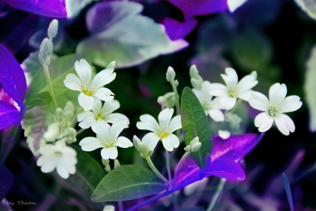 Обои картинки фото автор, thean, цветы, луговые, полевые, белый