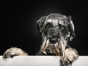 Картинка животные собаки ванна взгляд пёсик мокрый