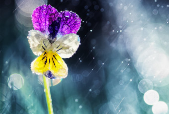 Картинка цветы анютины+глазки+ садовые+фиалки виола цветок солнце дождь боке капли анютины глазки