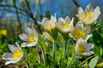 Картинка цветы анемоны +адонисы весна