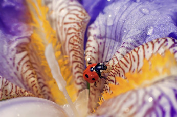 Картинка животные божьи+коровки цветок капли макро божья коровка the flower drops macro ladybug
