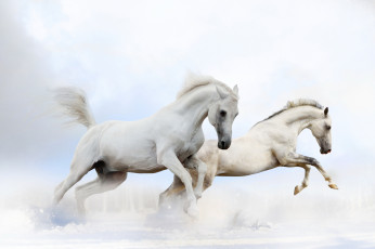 Картинка животные лошади пара