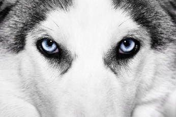 Картинка животные собаки хаски голубые глаза морда
