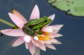 Картинка животные лягушки цветок вода природа лист