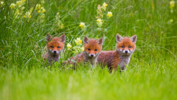 Картинка животные лисы малыши