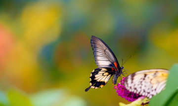 Картинка животные бабочки цветок бабочка фон